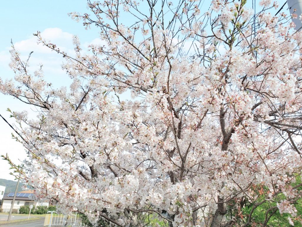 sakura